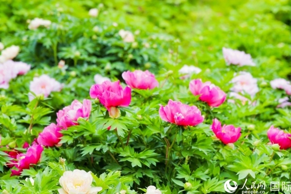 洛陽(yáng)國(guó)家牡丹園牡丹盛開(kāi)。 人民網(wǎng)記者 魯揚(yáng)攝