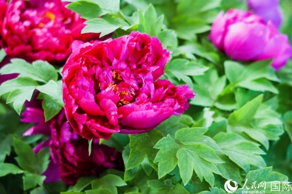 洛陽(yáng)國(guó)家牡丹園牡丹盛開(kāi)。 人民網(wǎng)記者 魯揚(yáng)攝