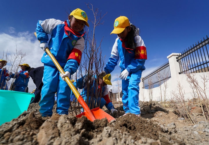 2025年4月25日，西藏那曲市小學(xué)生在植樹。新華社記者 晉美多吉 攝